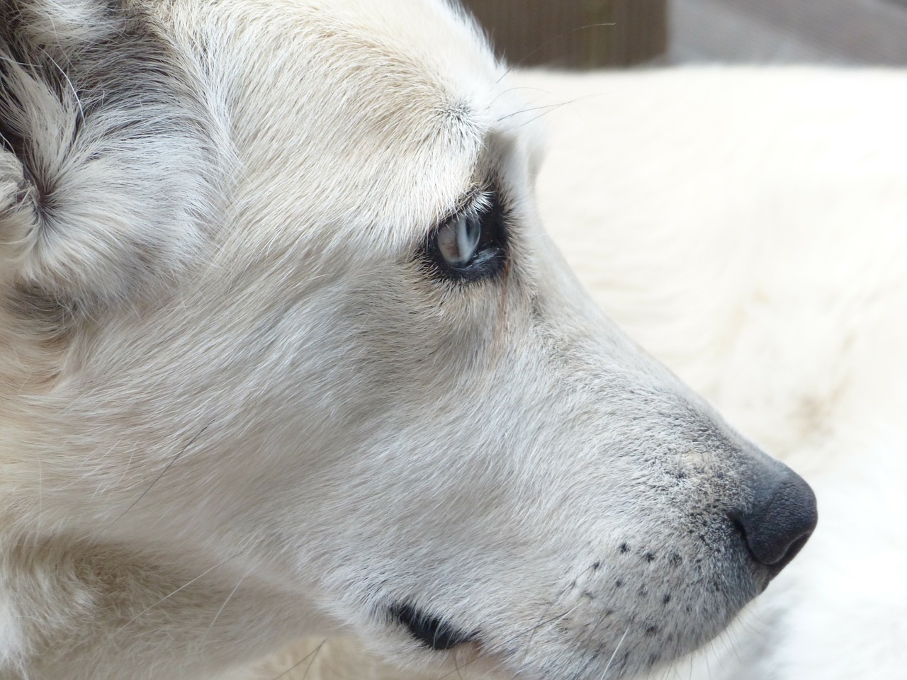 Image - dog white face eyes portrait