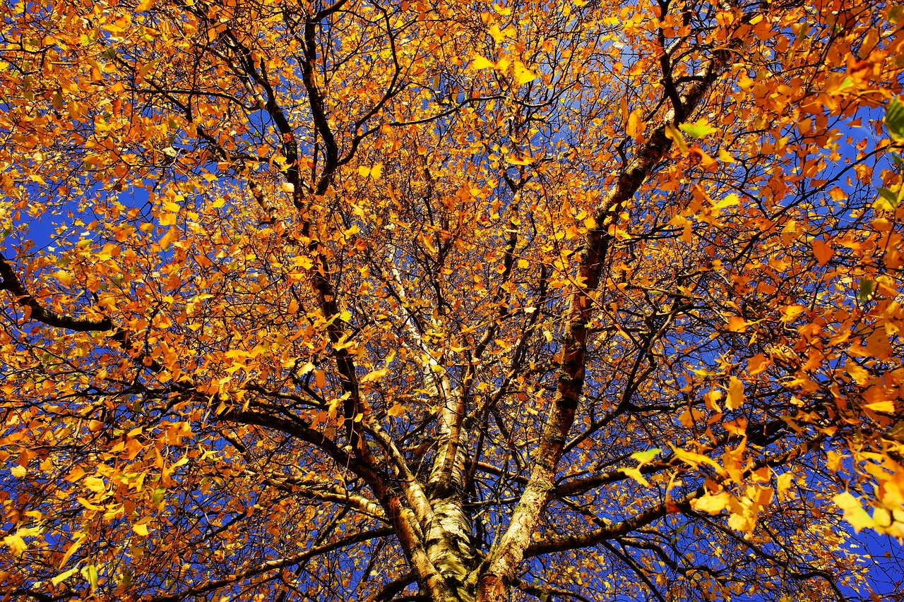 Image - tree birch late autumn nature log