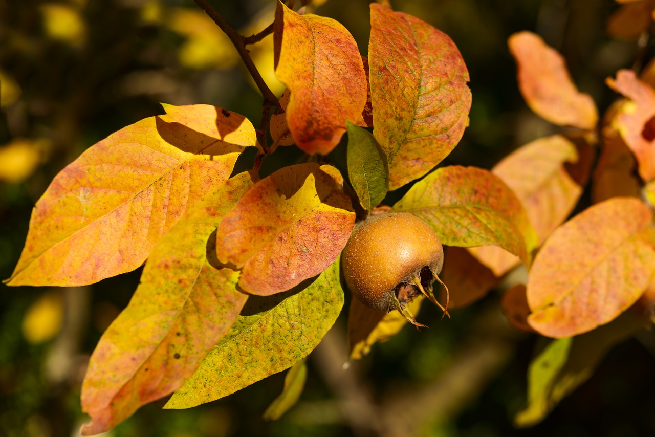 Image - medlar fruit winter fruit brown