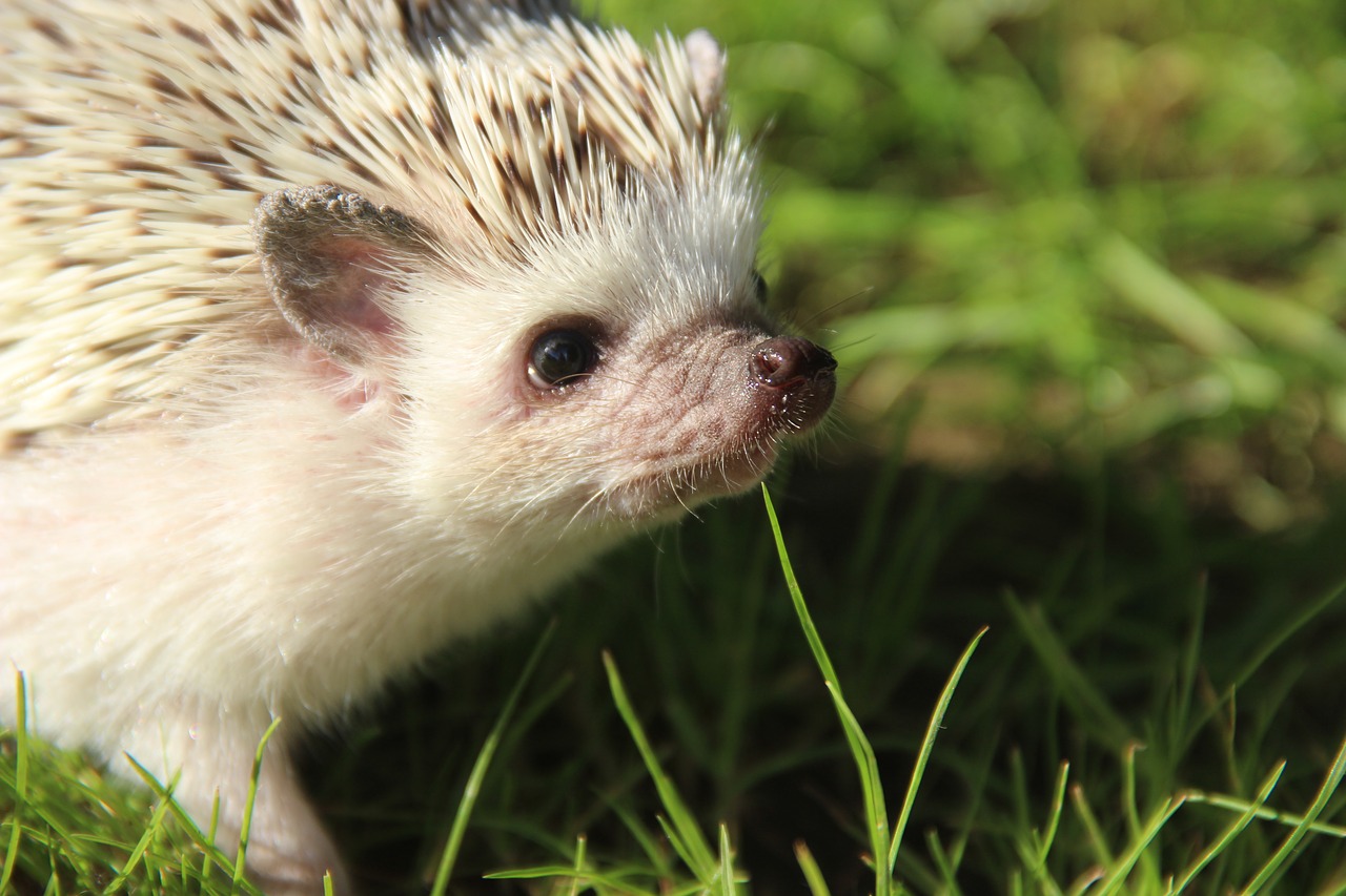 Image - african dwarf hedgehogs cute pet