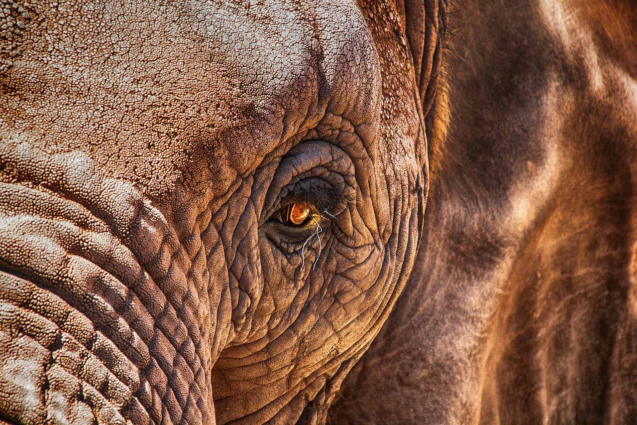 Image - elephant eye close africa