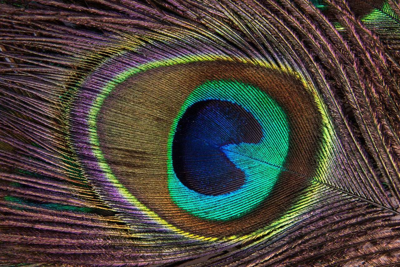 Image - peacock feather structure fund