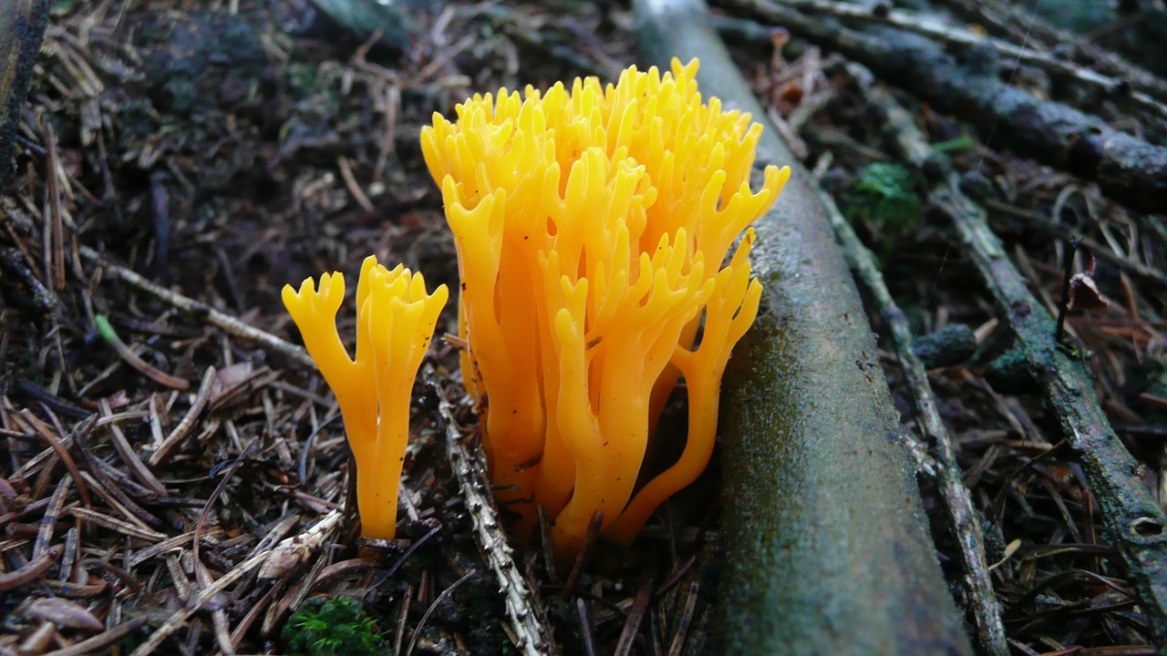 Image - mushroom fungus ergot yellow food