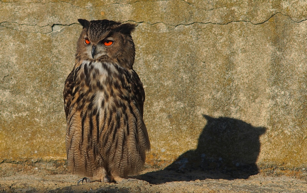 Image - owl grand duke nature raptor birds