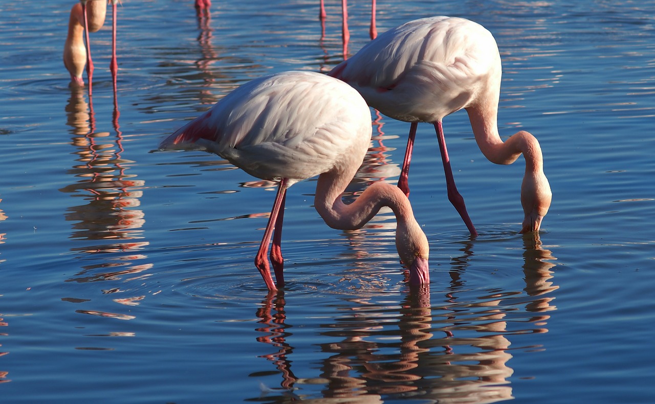 Image - flamingos nature animals camargue