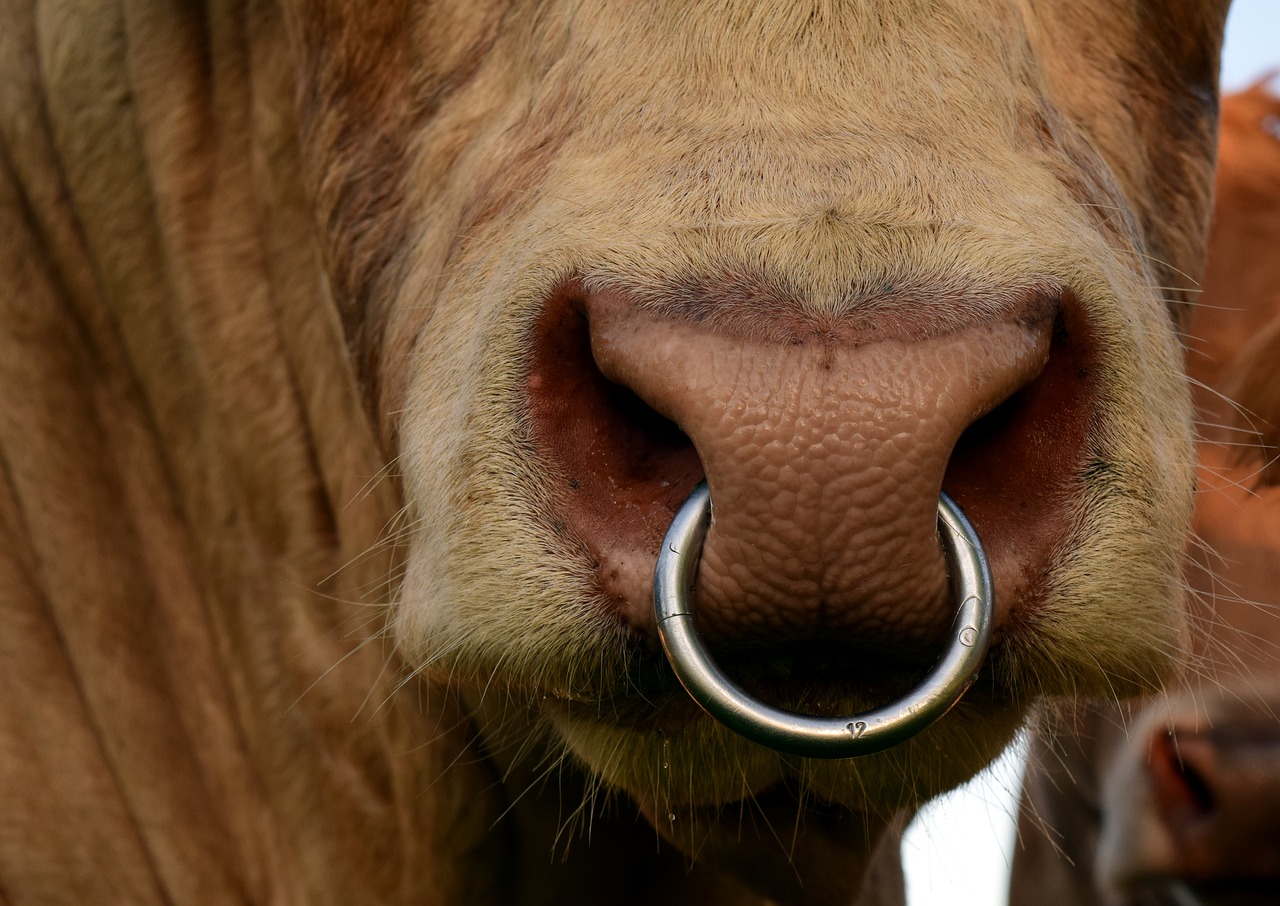 Image - bull nose ring snout animal mammal