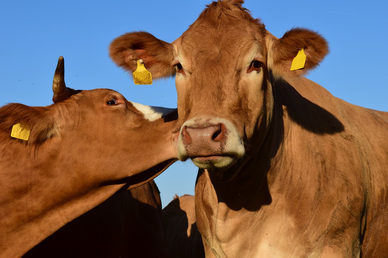 Image - cow pasture kiss cattle sky