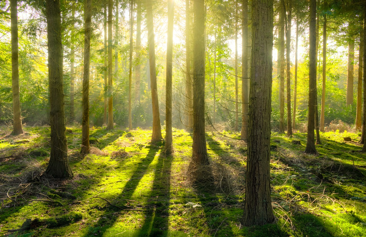 Image - forest sun shadow green yellow