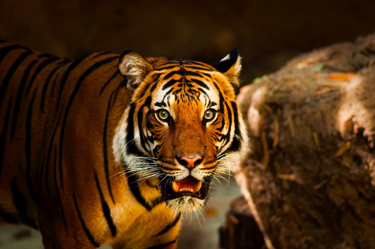 Image - tiger animal wildlife macro