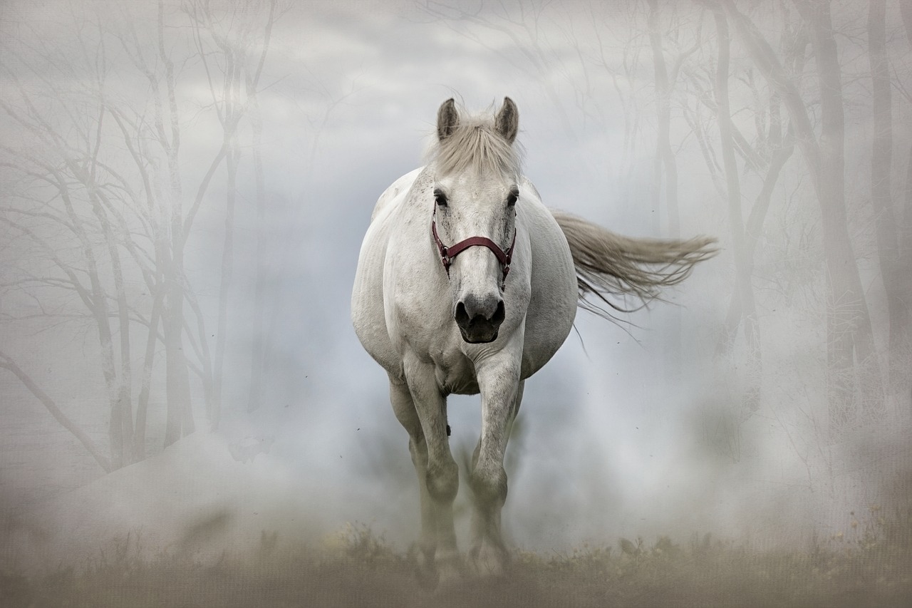 Image - horse mammal white horse animal