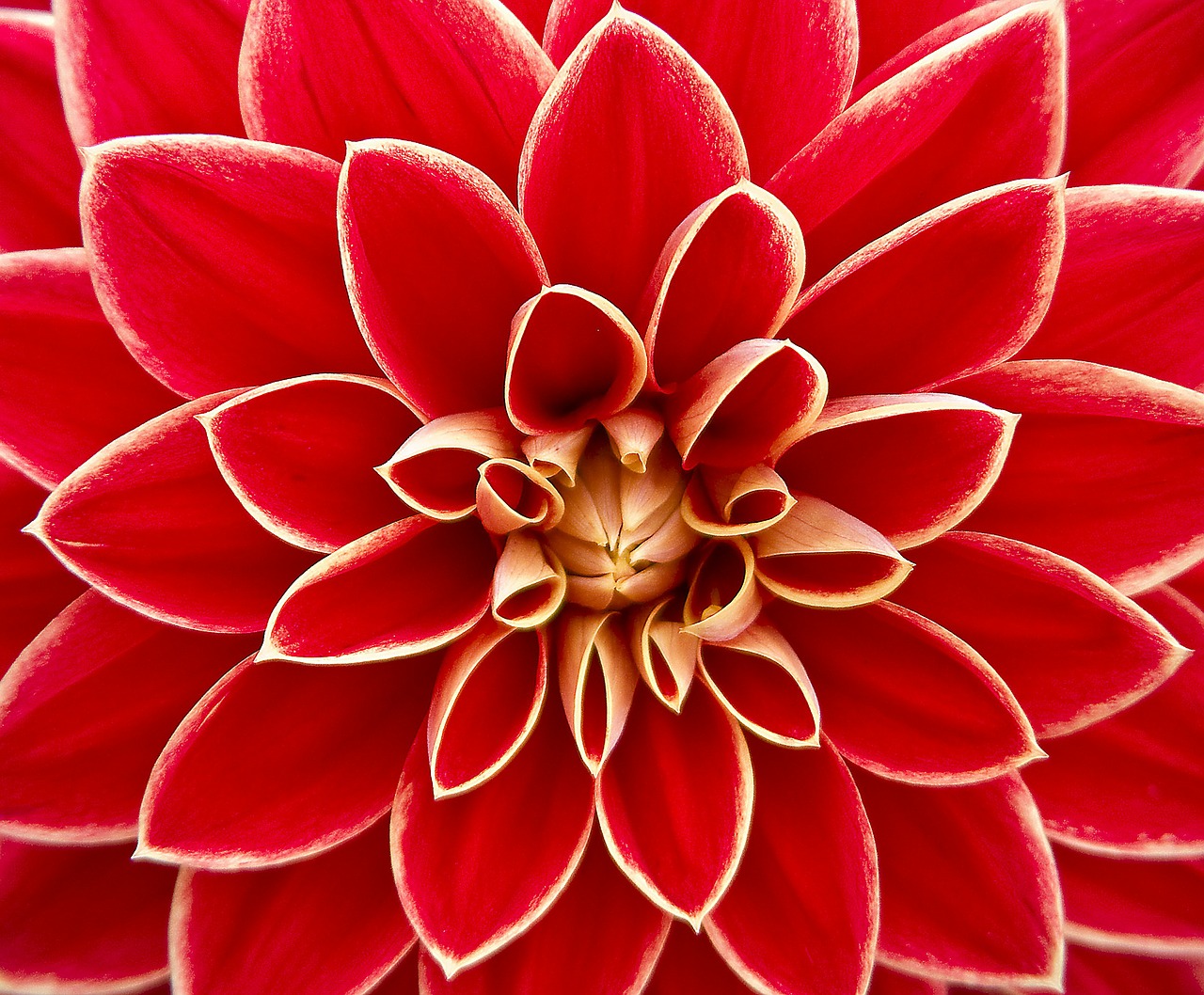 Image - dahlia dahlias autumn asteraceae