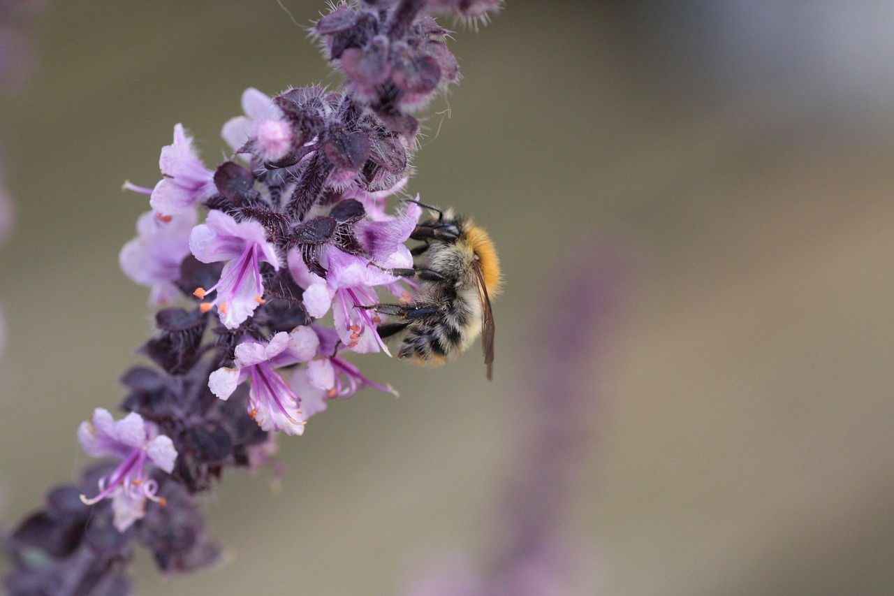 Image - basil wild bee nectar bee blossom