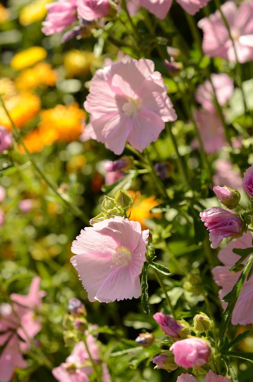 Image - hollyhocks nature outdoor summer