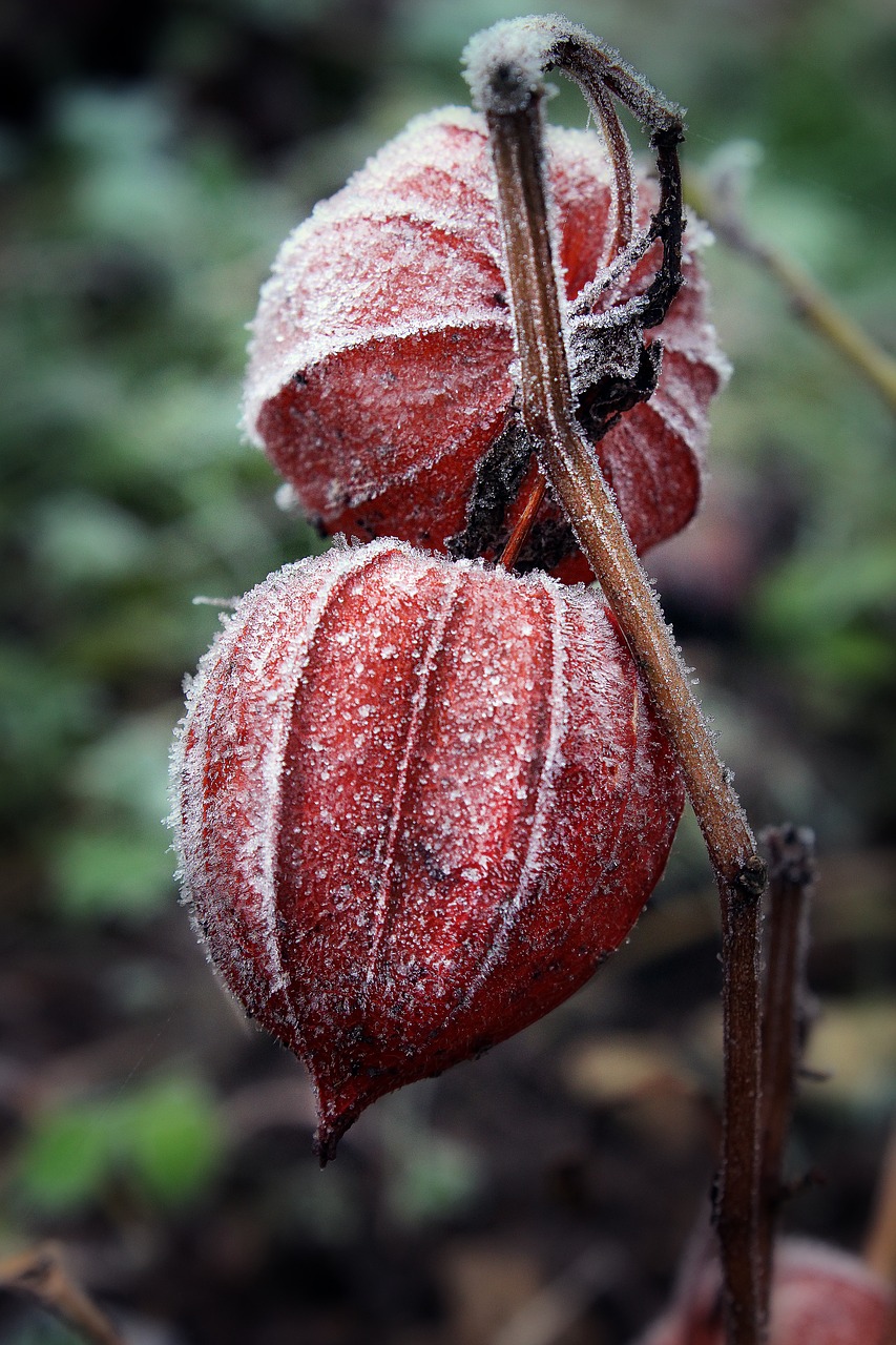 Image - lampionblume physalis ice crystals