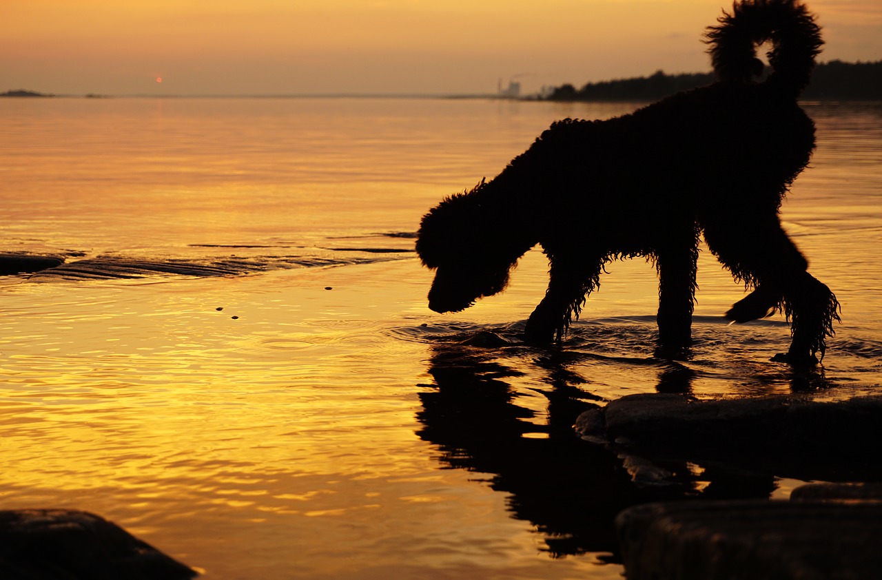 Image - sunset dog water lake summer