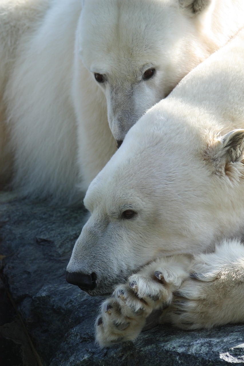 Image - polar bear stuttgart zoo white