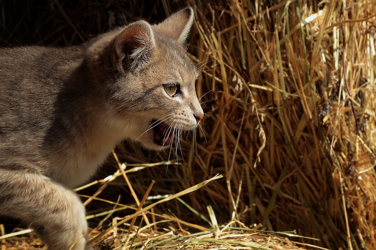 Image - animal cat animals wildcat feline