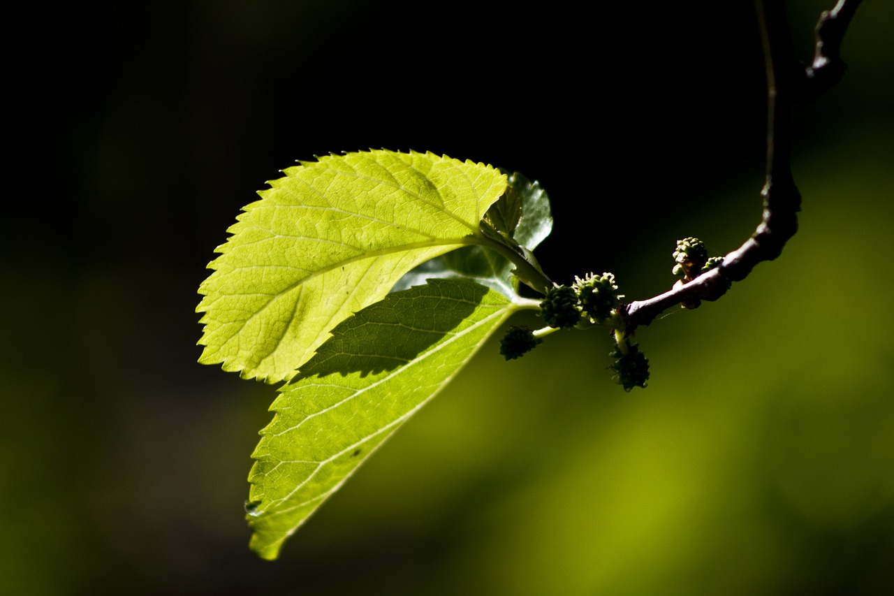 Image - leaves reverse light mulberry