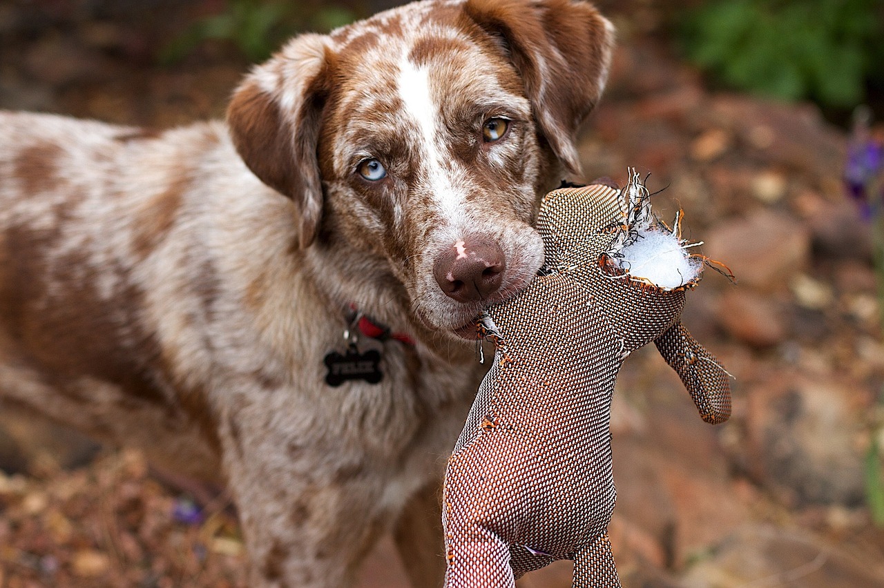 Image - retriever dog canine sporting