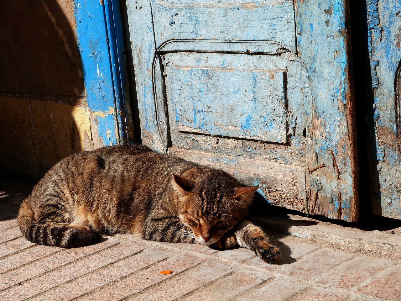 Image - cat sleeping outdoors porch door