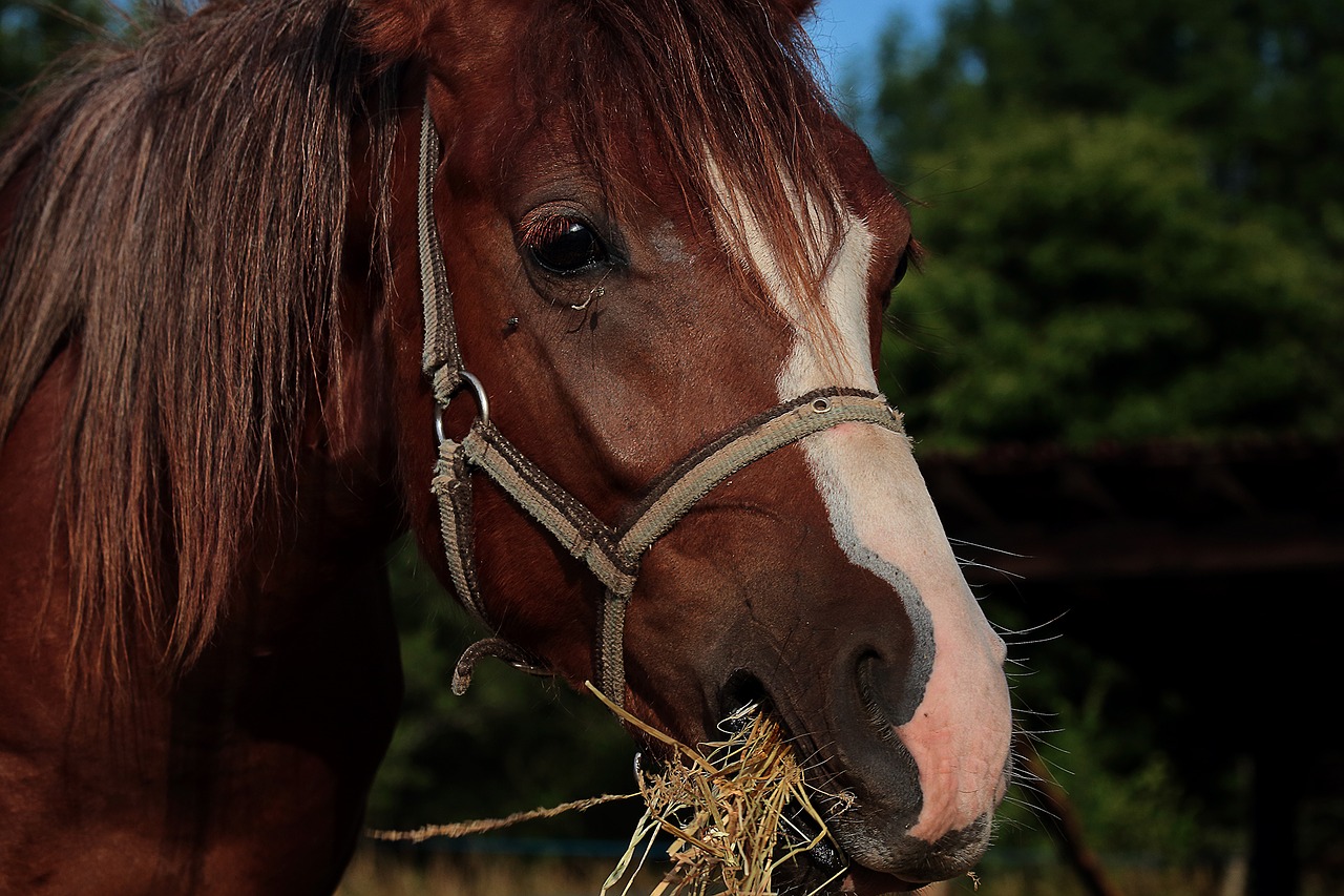 Image - horse nature foal animal equine