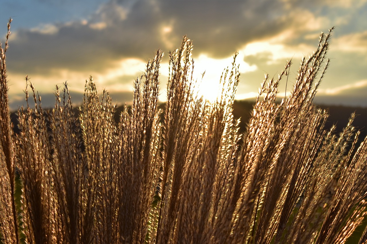 Image - grasses halme autumn nature