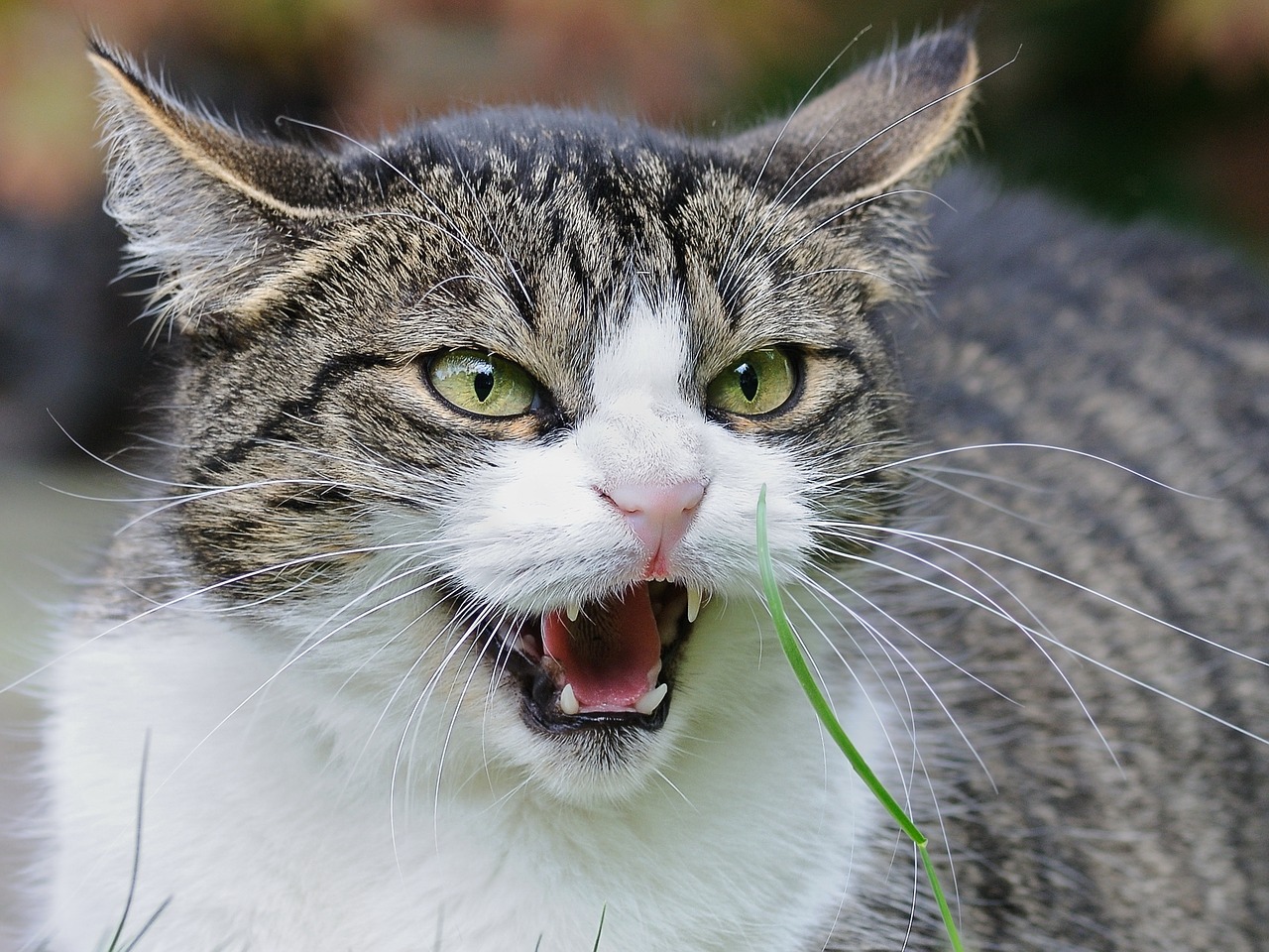 Image - cat feuler angry anger feline