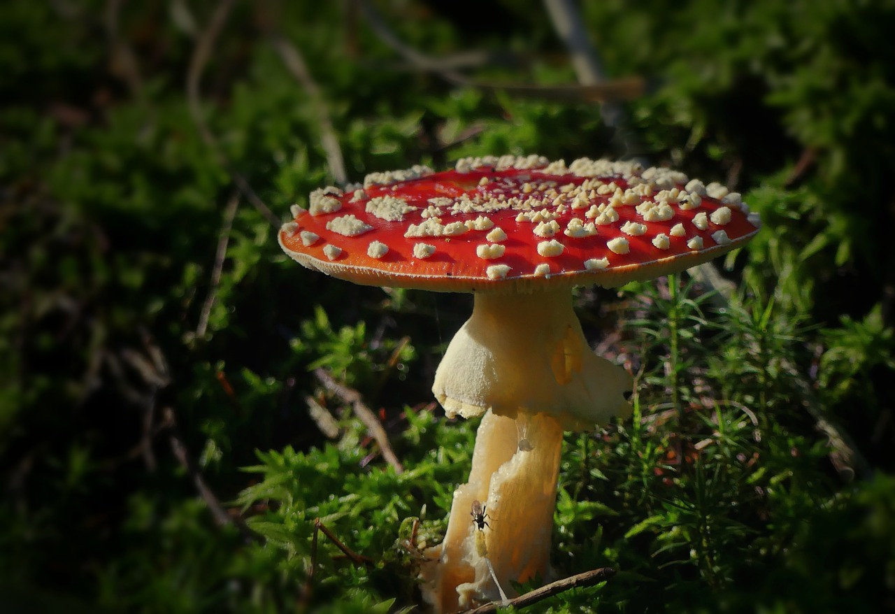 Image - fly agaric mushroom toxic forest