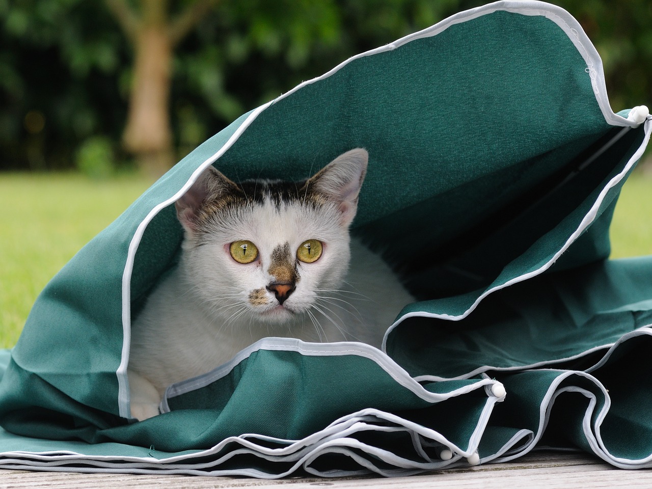 Image - cat feline play parasol animal