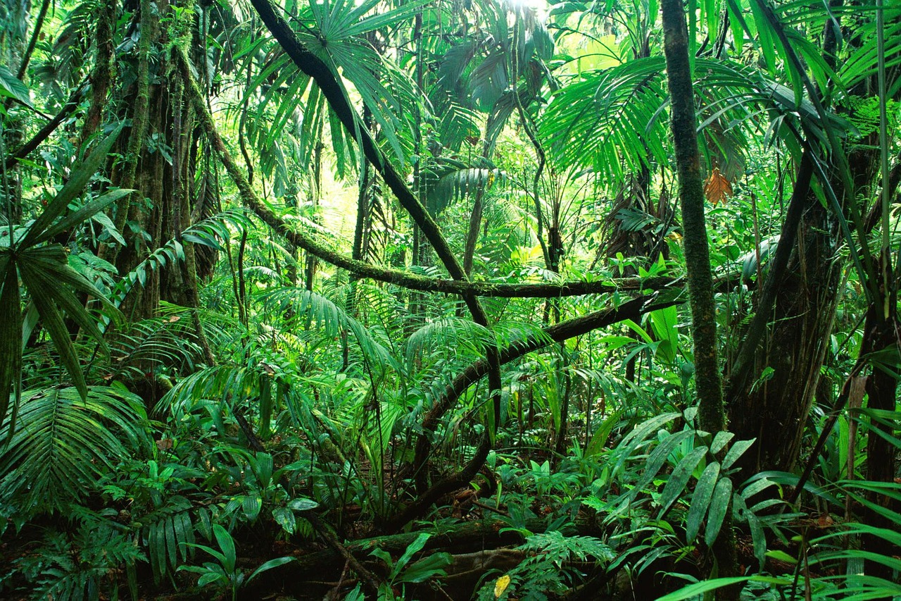 Image - the jungle of chiapas