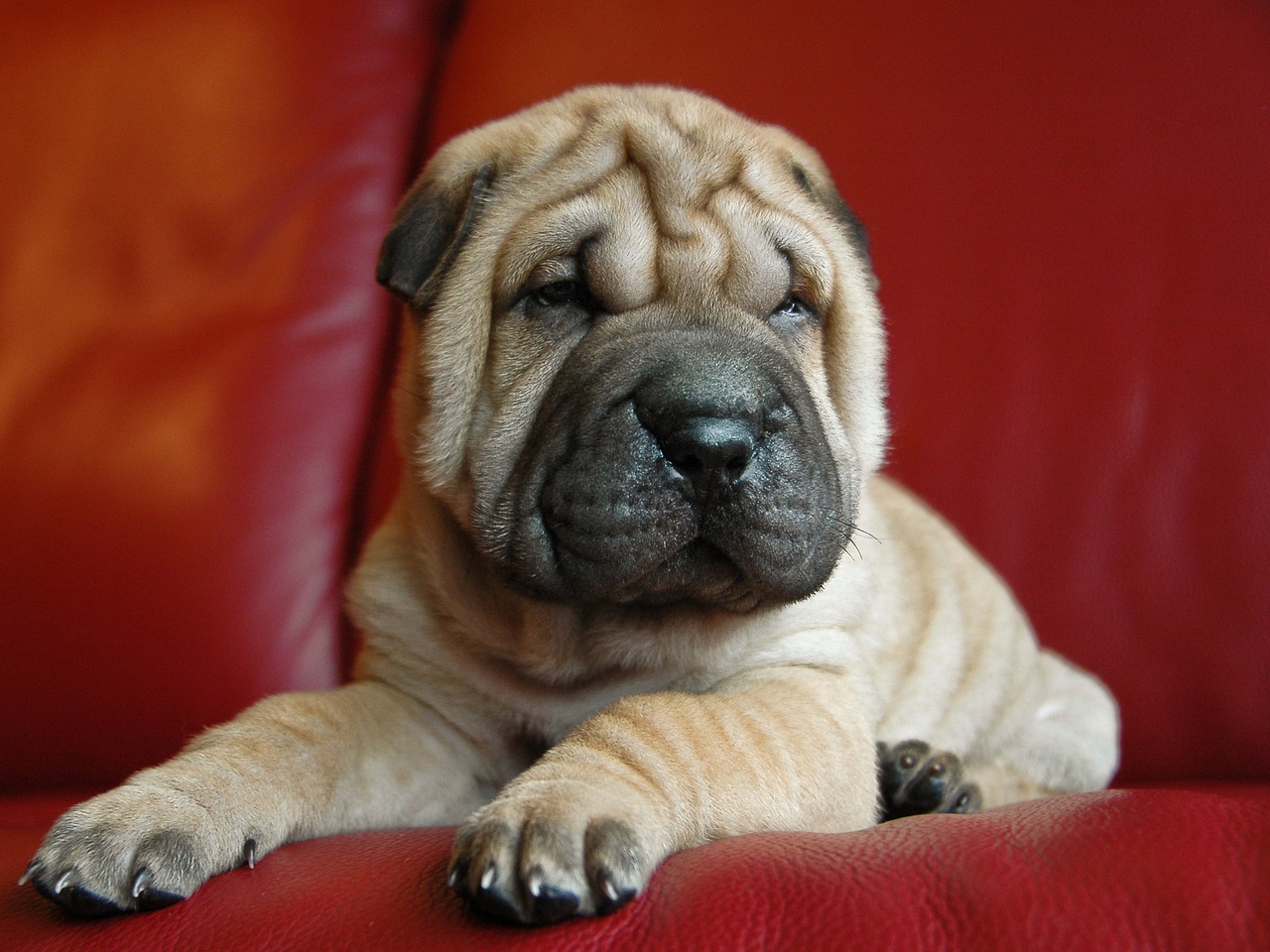 Image - dog puppy sharpei petit animal