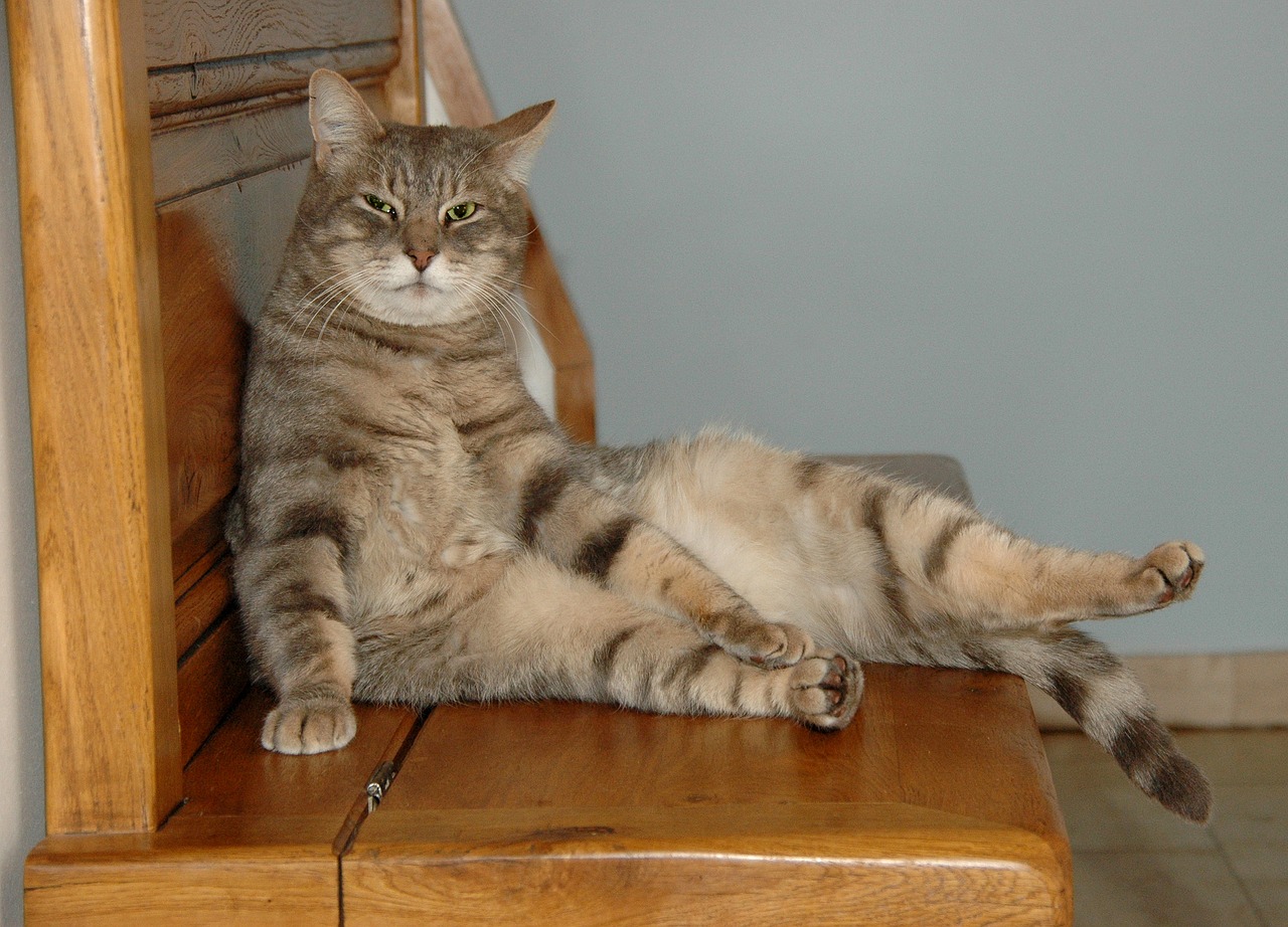 Image - cat sitting wooden bench feline