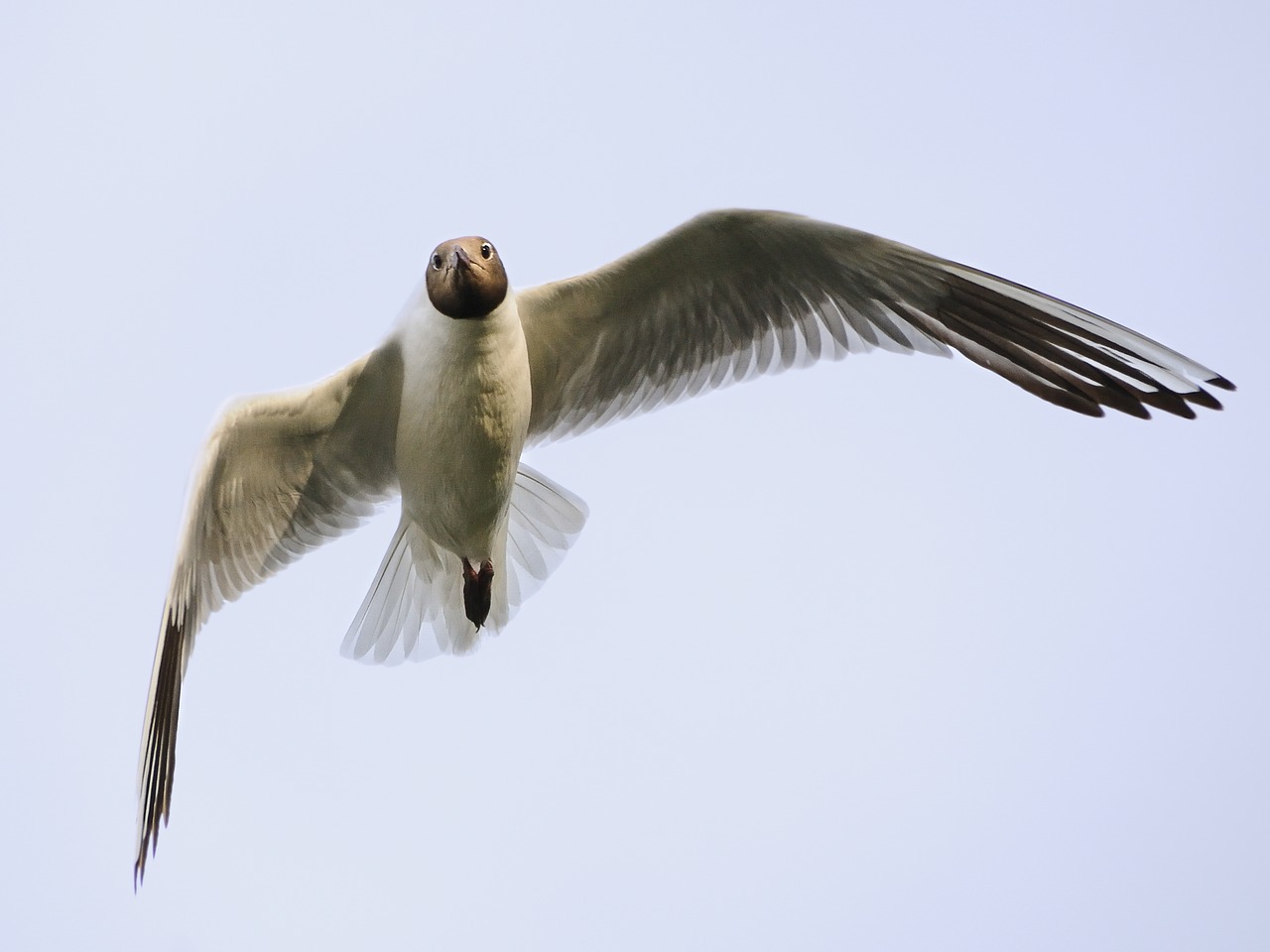 Image - seagull bird in flight animal