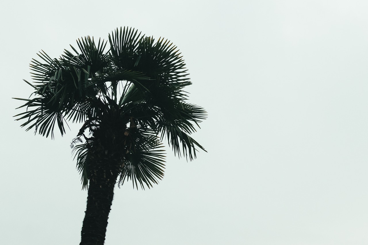 Image - palm tree clear sky palm tree