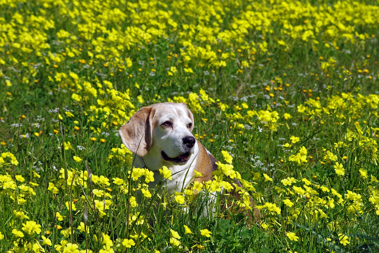 Image - beagle dog elderly snuff hound