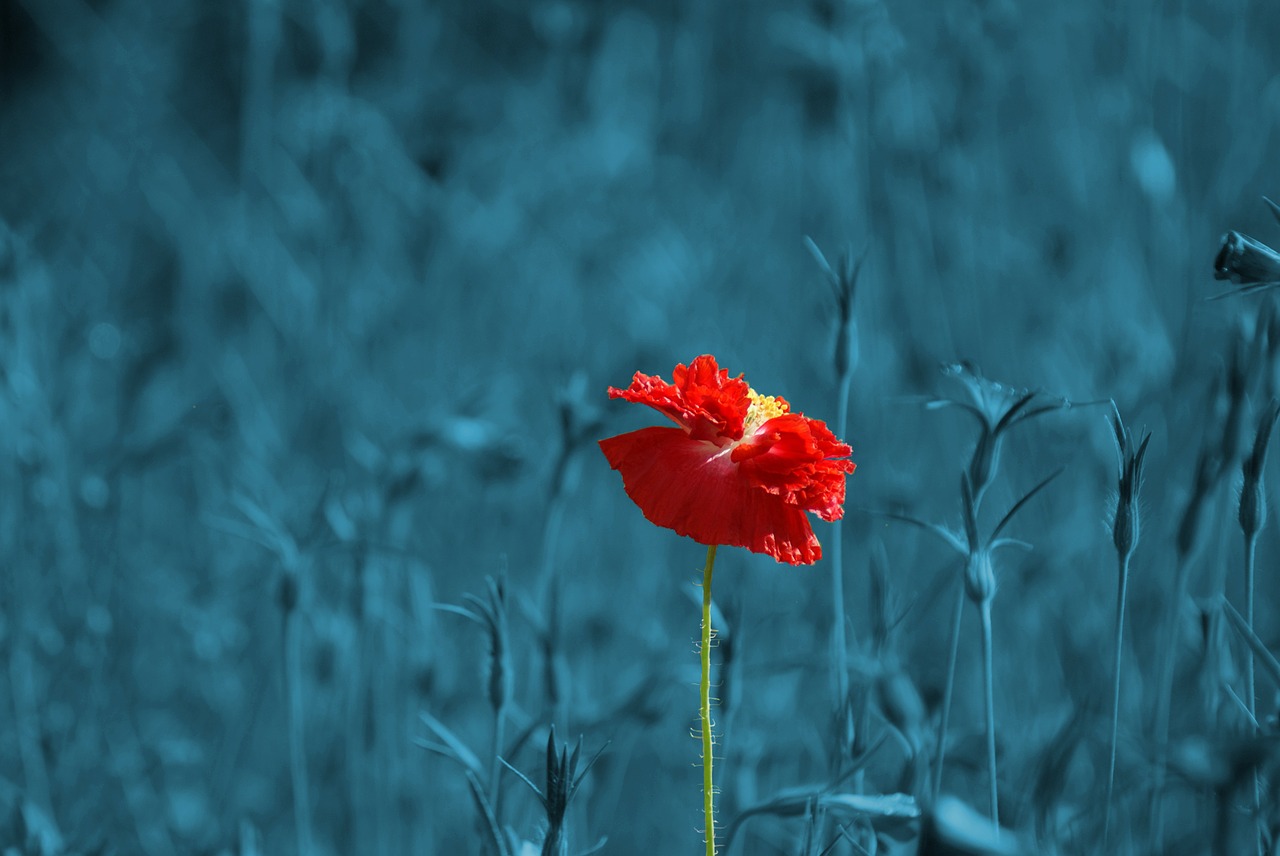 Image - poppy papaver meadow pointed flower