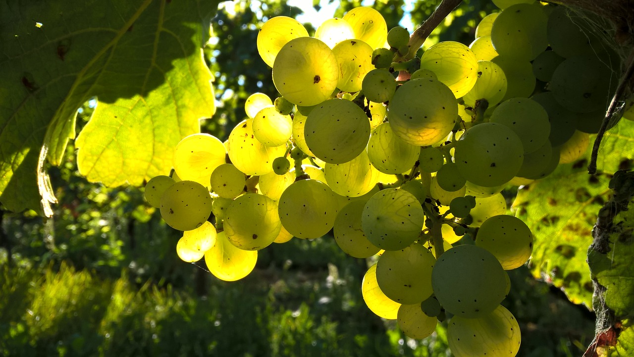 Image - autumn grapes outdoors vineyard