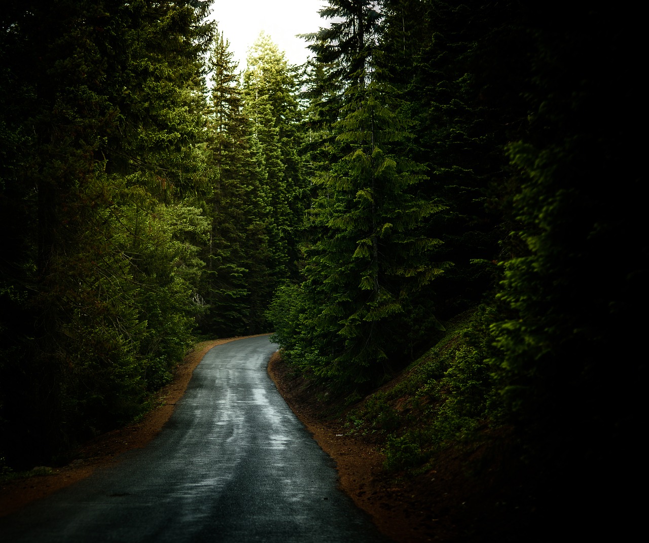 Image - forest road travel trees woods