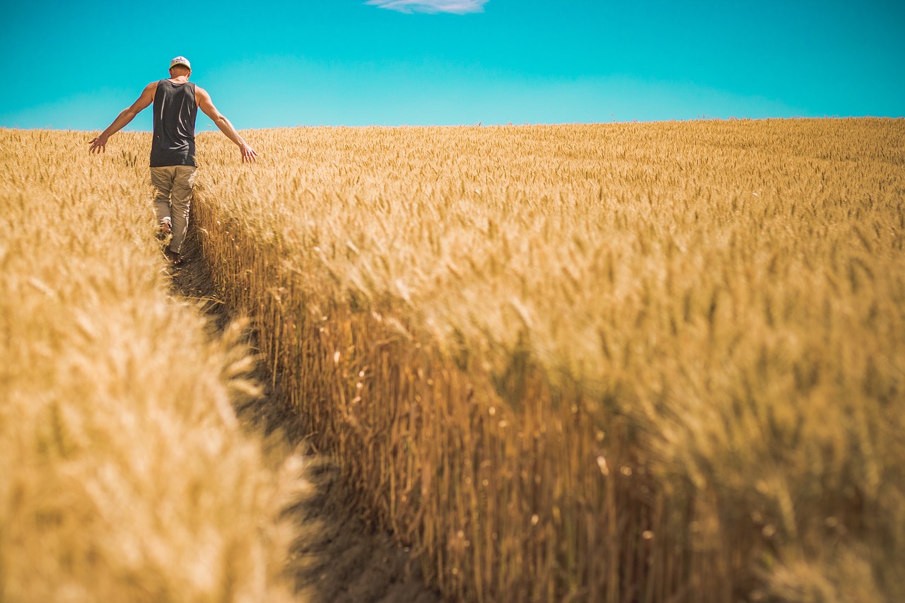 Image - cereal countryside crop cropland