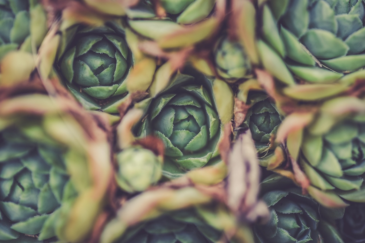 Image - artichoke blur close up focus food