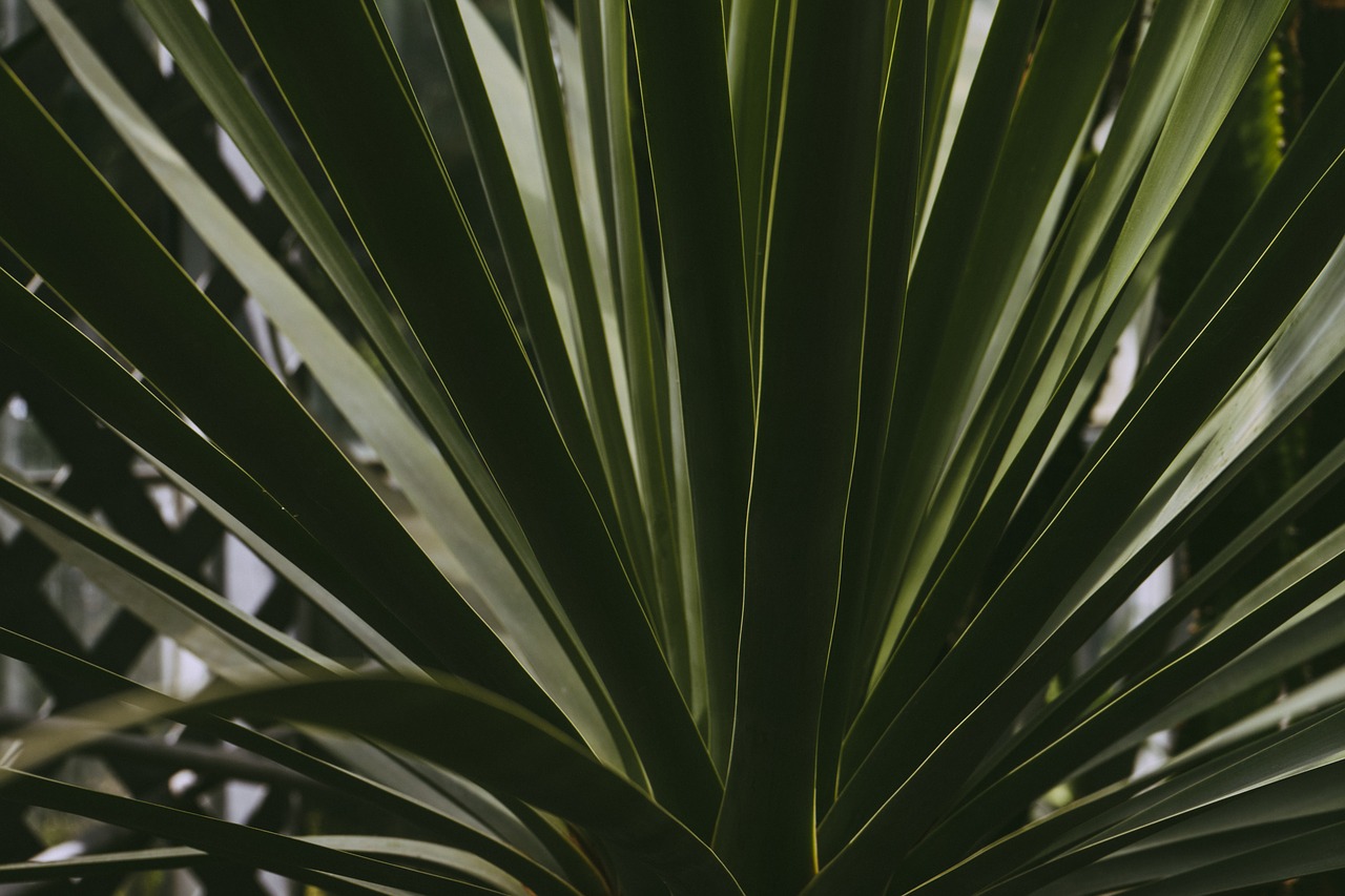 Image - botanical botany garden greenery