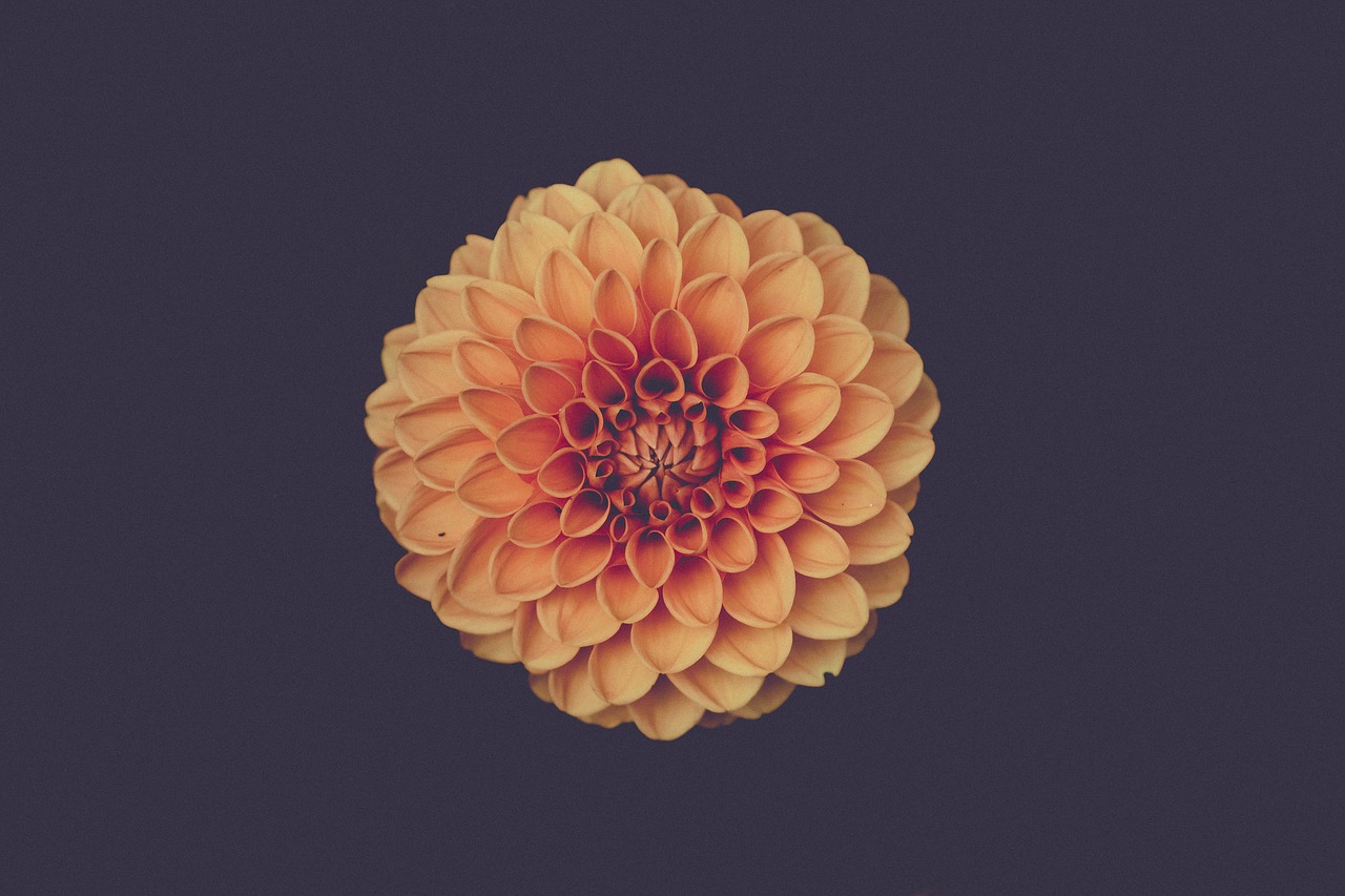 Image - art beautiful bloom blossom bright