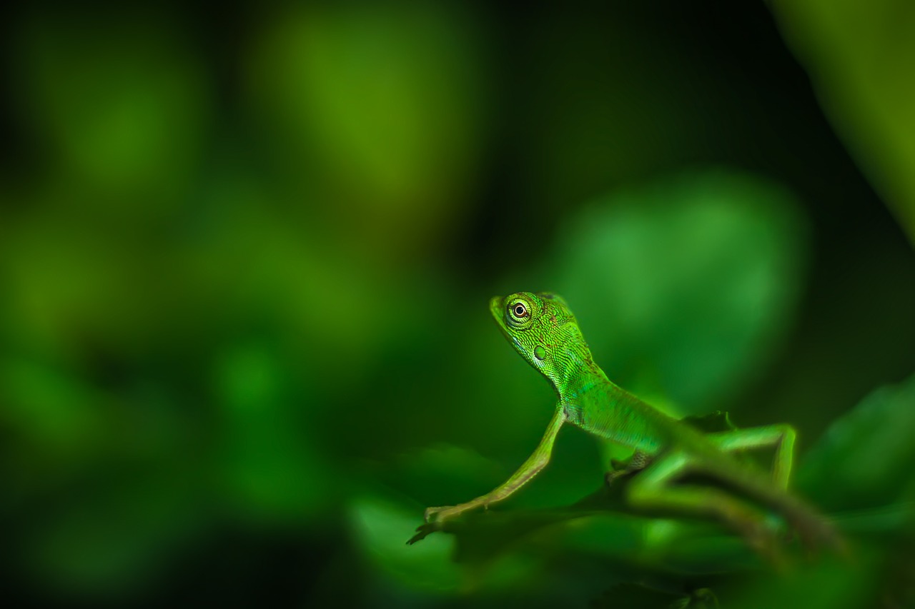 Image - beautiful green iguana lizard