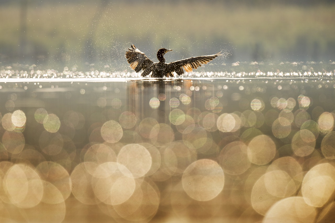 Image - bird blur bokeh lake nature