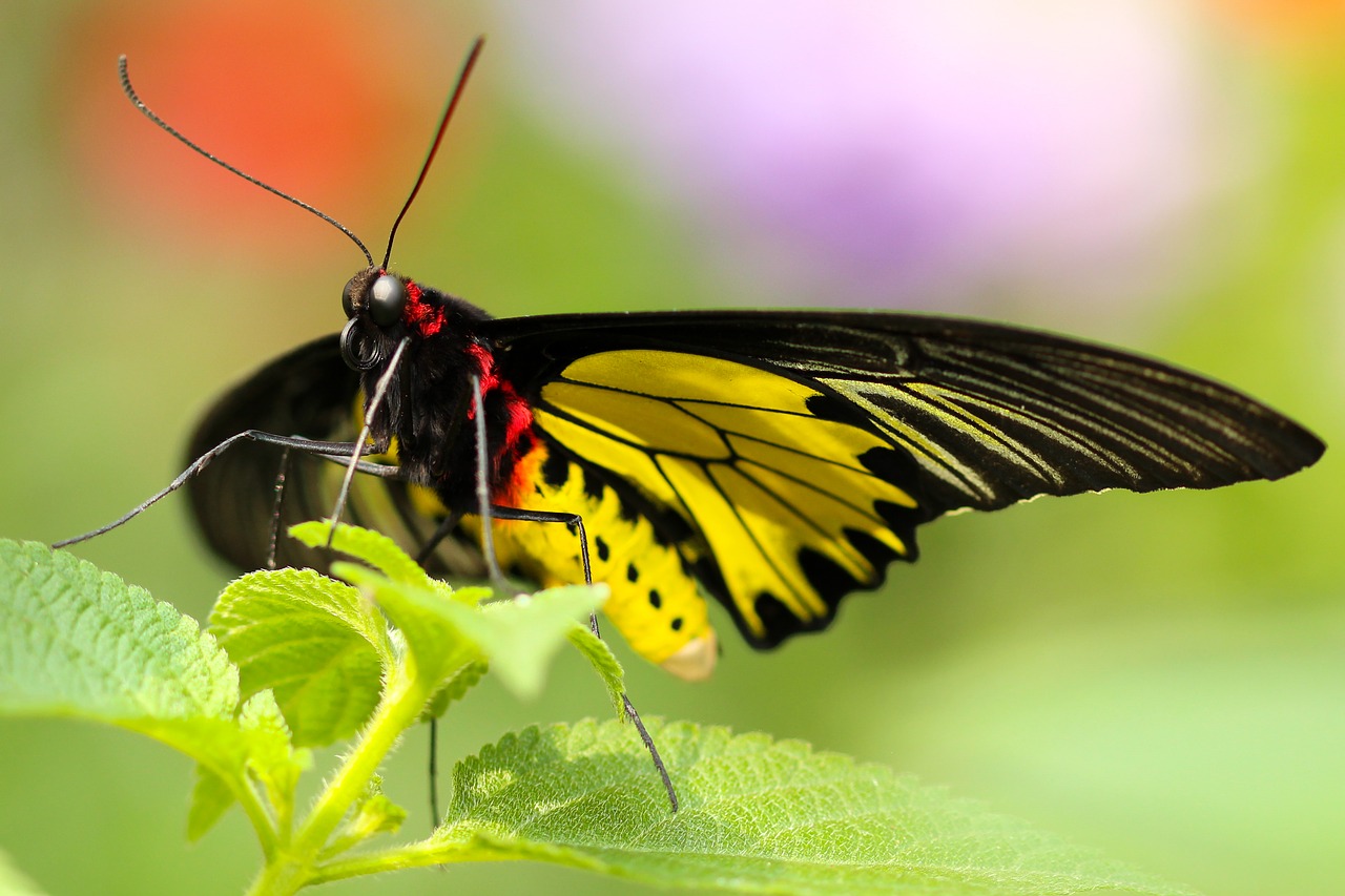 Image - animal antenna beautiful blur