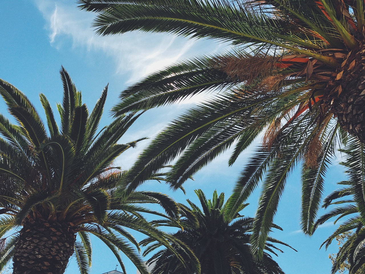 Image - blue bright happy leaves palm tree