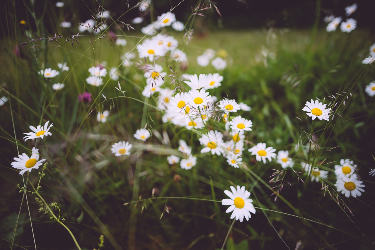 Image - bloom blooming blossoms chamomile