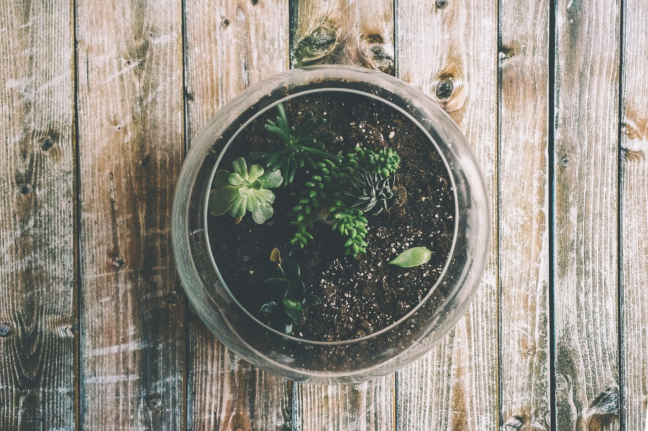 Image - botanical botany copy space decor