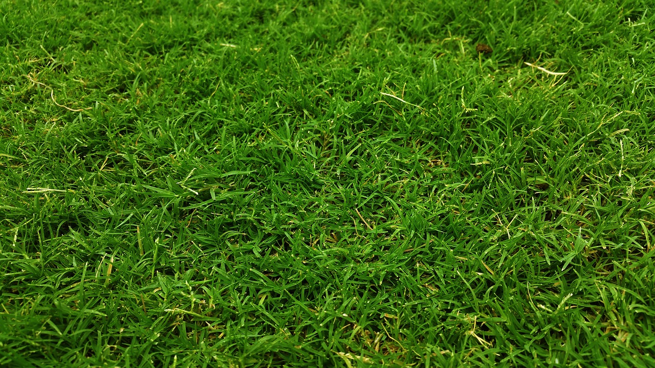 Image - dark green golf green grass