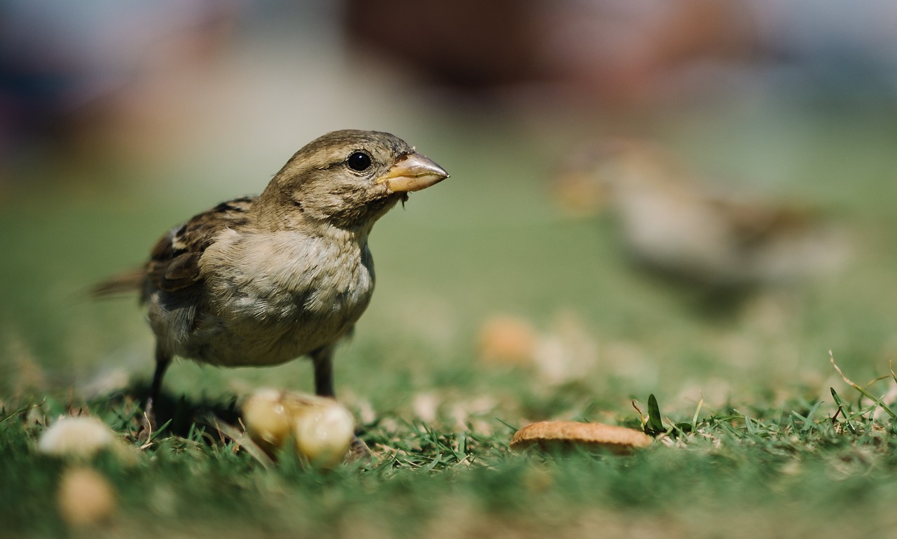 Image - animal avian bird cute feathers